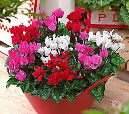 Bricolage - Jardin - Outillage St Yrieix sur Charente Charente - Photos Vivastreet 3 cyclamens pour 4 euros
