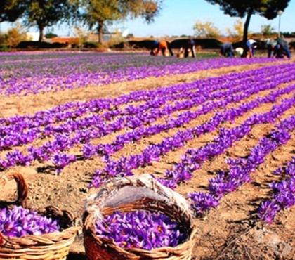 Bricolage - Jardin - Outillage St Yrieix sur Charente Charente - Photos Vivastreet 100 bulbes de crocus safran : 39 euros