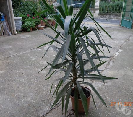  Hérault St Christol - 34400 - Photos Vivastreet Yucca éléphant en pot de fleur