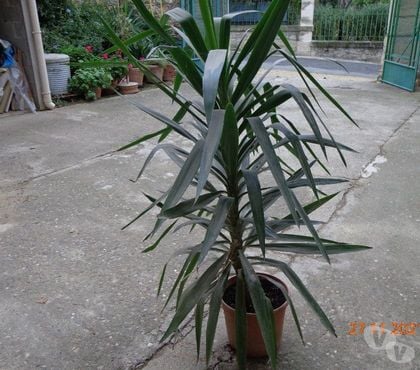 Bricolage - Jardin - Outillage St Christol Hérault - Photos Vivastreet Yucca éléphant en pot de fleur