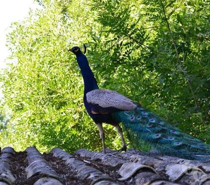 Locations de vacances Cayriech Tarn-et-Garonne - Photos Vivastreet Couanac gite familial