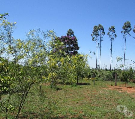 Vente Terres Agricoles Brésil - Photos Vivastreet ferme productive 