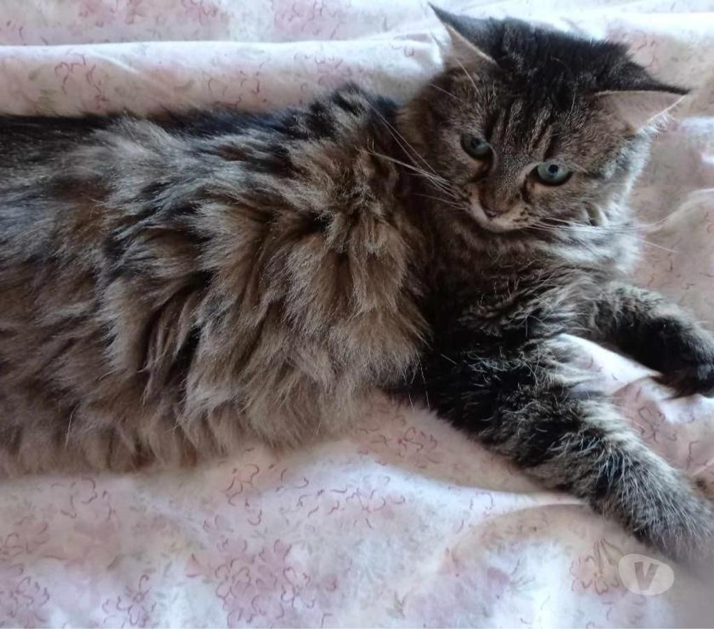 Don animaux Val-de-Marne Charenton le Pont - 94220 - Photos Vivastreet urgent pour Mélisse 8 ans dont 8 ans d'accueil à adopter