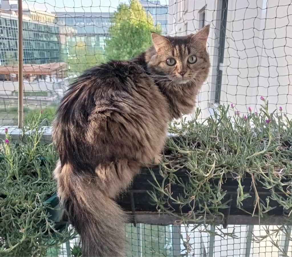 Don animaux Val-de-Marne Charenton le Pont - 94220 - Photos Vivastreet urgent pour Mélisse 8 ans dont 8 ans d'accueil à adopter