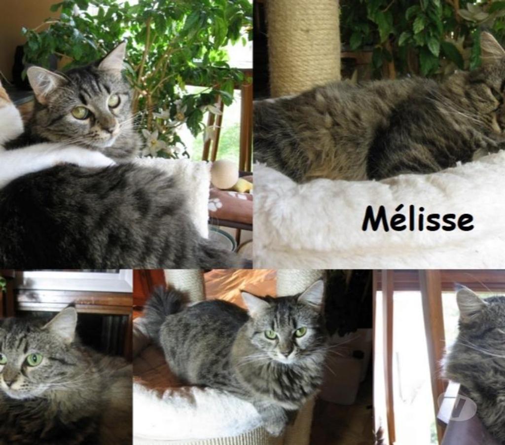 Don animaux Val-de-Marne Charenton le Pont - 94220 - Photos Vivastreet urgent pour Mélisse 8 ans dont 8 ans d'accueil à adopter