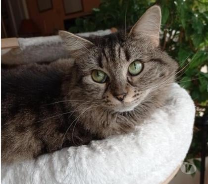 Adoption animaux Charenton le Pont Val-de-Marne - Photos Vivastreet urgent pour Mélisse 8 ans dont 8 ans d'accueil à adopter
