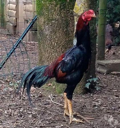 Vente animaux Rochefort Charente-Maritime - Photos Vivastreet OEUFS Fécondés de COMBATTANTS