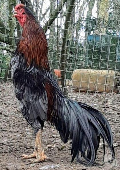Vente animaux Rochefort Charente-Maritime - Photos Vivastreet OEUFS Fécondés de COMBATTANTS