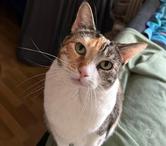 Cayenne 8 ans dont 8 ans d'accueil à adopter