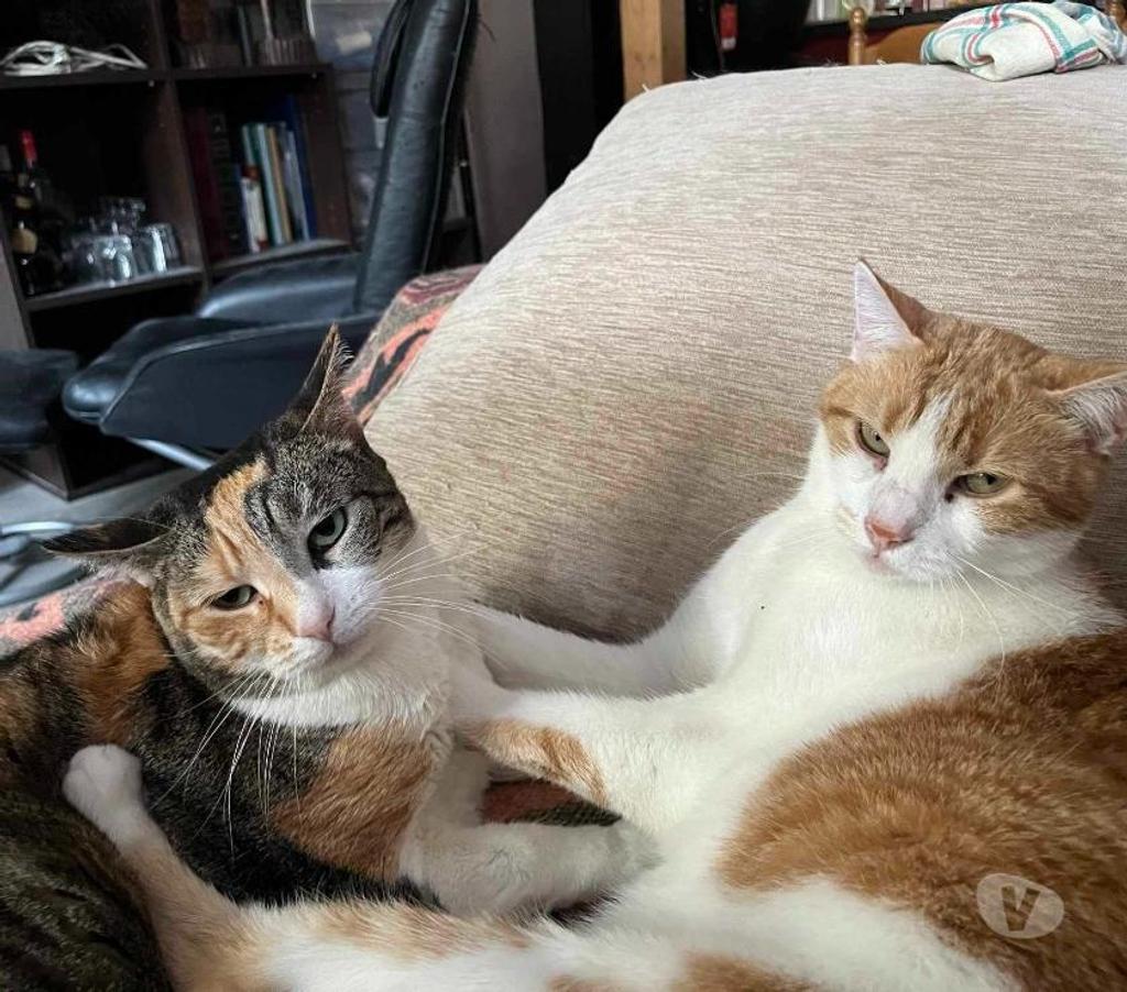 Don animaux Puy-de-Dôme Le Mont Dore - 63240 - Photos Vivastreet Cayenne 8 ans dont 8 ans d'accueil à adopter