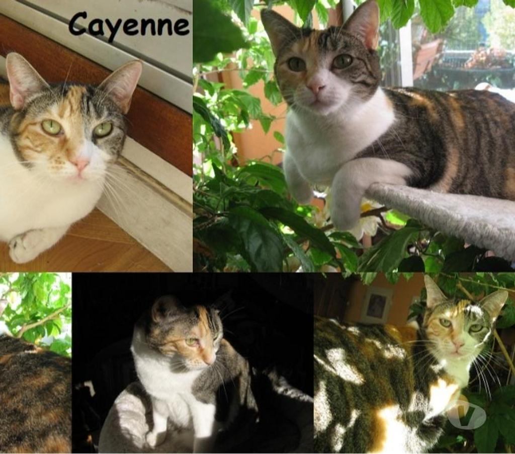 Don animaux Puy-de-Dôme Le Mont Dore - 63240 - Photos Vivastreet Cayenne 8 ans dont 8 ans d'accueil à adopter