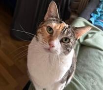 Cayenne 8 ans dont 8 ans d'accueil à adopter