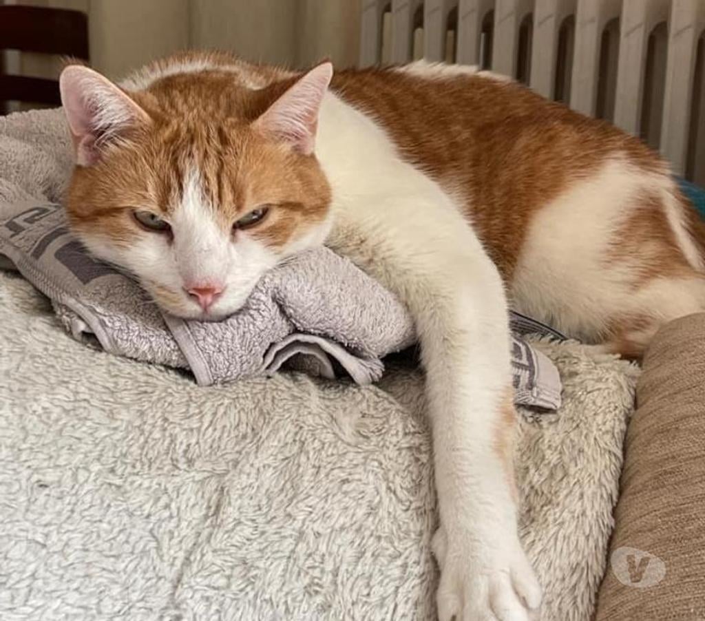 Don animaux Puy-de-Dôme Le Mont Dore - 63240 - Photos Vivastreet Sésame 8 ans dont 8 ans d'accueil à adopter