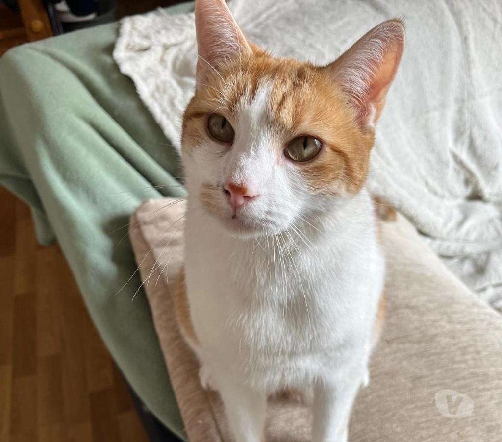 Don animaux Puy-de-Dôme Le Mont Dore - 63240 - Photos Vivastreet Sésame 8 ans dont 8 ans d'accueil à adopter