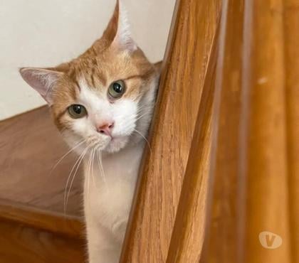 Adoption animaux Le Mont Dore Puy-de-Dôme - Photos Vivastreet Sésame 8 ans dont 8 ans d'accueil à adopter