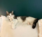 MOLLY, très belle chatte grise et blanche à l'adoption