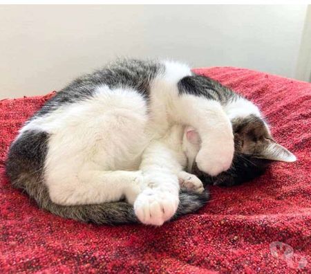 Don animaux Loire-Atlantique Nantes - Photos Vivastreet MOLLY, très belle chatte grise et blanche à l'adoption