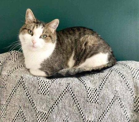 Don animaux Loire-Atlantique Nantes - Photos Vivastreet MOLLY, très belle chatte grise et blanche à l'adoption