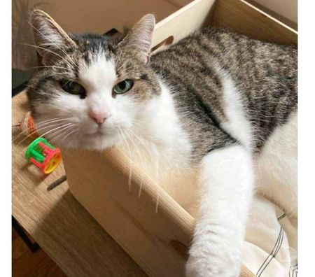 Don animaux Loire-Atlantique Nantes - Photos Vivastreet MOLLY, très belle chatte grise et blanche à l'adoption