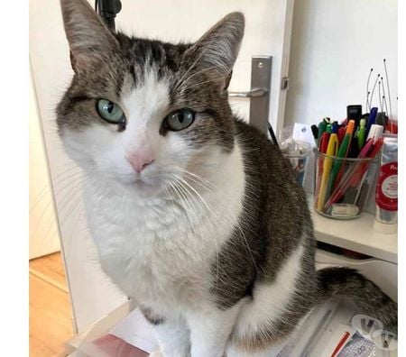 Don animaux Loire-Atlantique Nantes - Photos Vivastreet MOLLY, très belle chatte grise et blanche à l'adoption