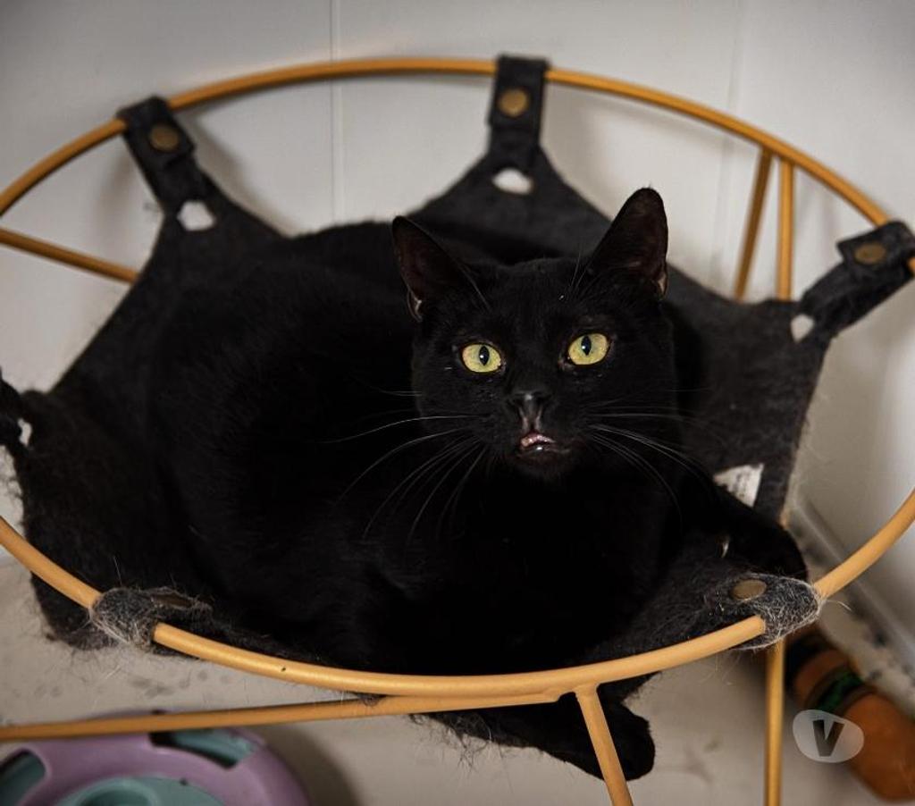 Don animaux Eure Beaumont le Roger - 27170 - Photos Vivastreet WIDOW minette 4 ans à adopter