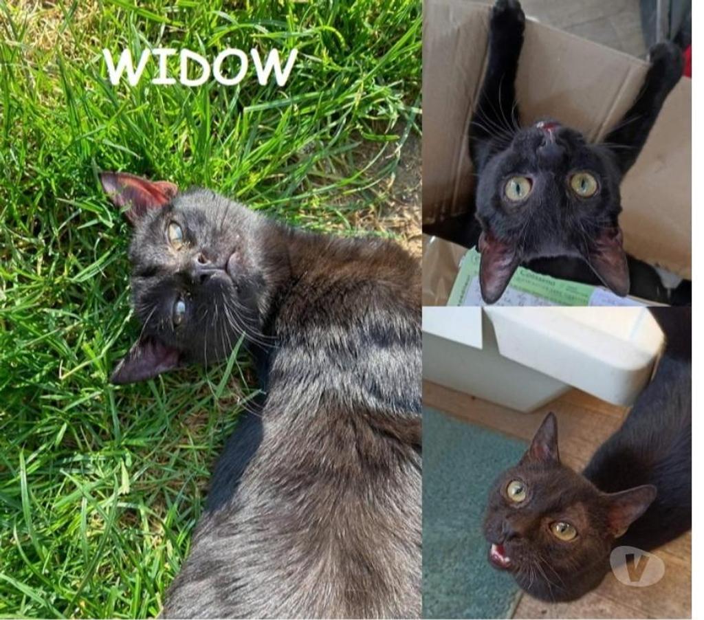 Don animaux Eure Beaumont le Roger - 27170 - Photos Vivastreet WIDOW minette 4 ans à adopter