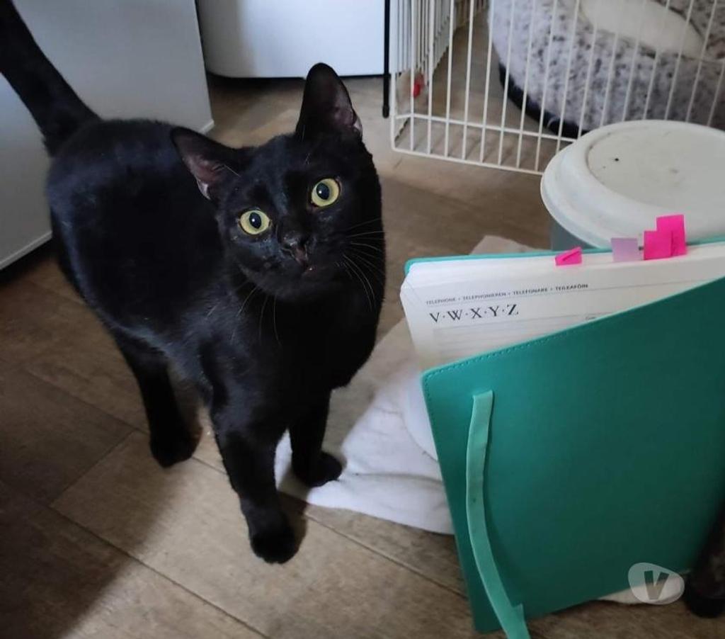 Don animaux Eure Beaumont le Roger - 27170 - Photos Vivastreet WIDOW minette 4 ans à adopter