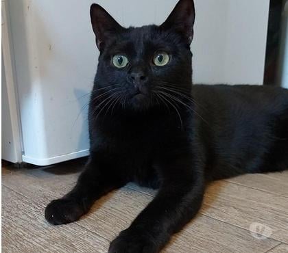 Don animaux Beaumont le Roger Eure - Photos Vivastreet WIDOW minette 4 ans à adopter