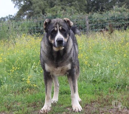 Don animaux Cher Bessais le Fromental - 18210 - Photos Vivastreet ELYA, beau Berger d’Arménie à l'adoption