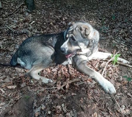 Don animaux Cher Bessais le Fromental - 18210 - Photos Vivastreet ELYA, beau Berger d’Arménie à l'adoption