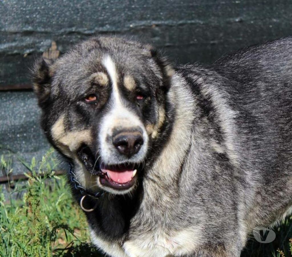 Don animaux Cher Bessais le Fromental - 18210 - Photos Vivastreet ELYA, beau Berger d’Arménie à l'adoption