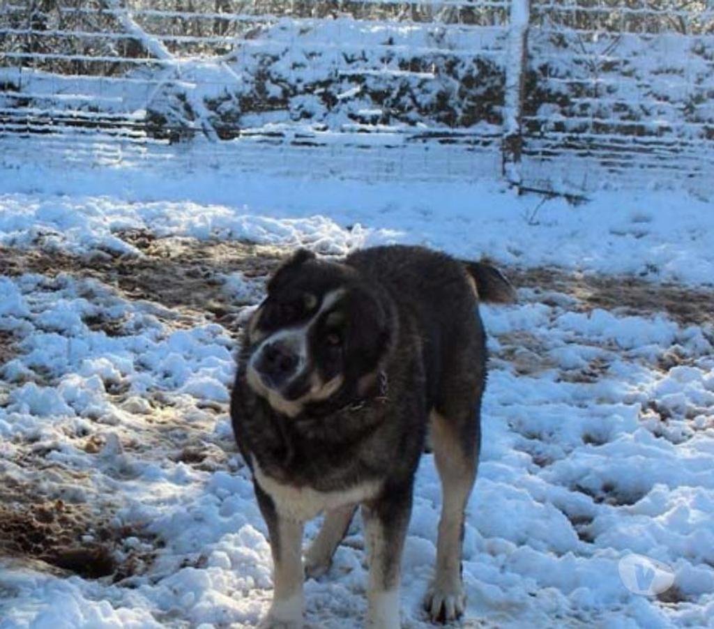 Don animaux Cher Bessais le Fromental - 18210 - Photos Vivastreet ELYA, beau Berger d’Arménie à l'adoption