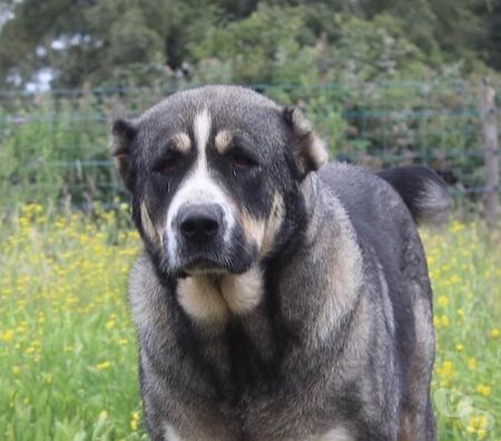 Don animaux Cher Bessais le Fromental - 18210 - Photos Vivastreet ELYA, beau Berger d’Arménie à l'adoption