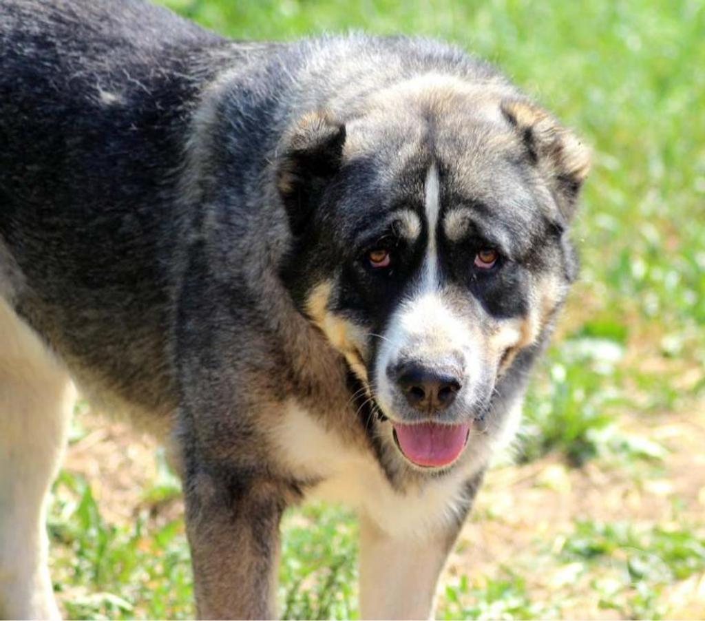 Don animaux Cher Bessais le Fromental - 18210 - Photos Vivastreet ELYA, beau Berger d’Arménie à l'adoption