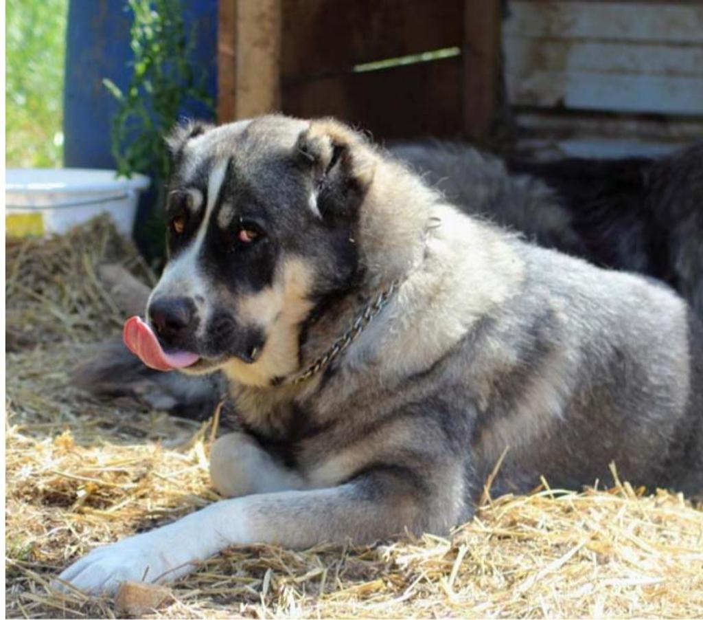 Don animaux Cher Bessais le Fromental - 18210 - Photos Vivastreet ELYA, beau Berger d’Arménie à l'adoption