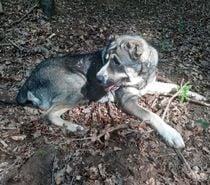 ELYA, beau Berger d’Arménie à l'adoption