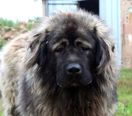 Don animaux Cher Bessais le Fromental - 18210 - Photos Vivastreet HENJOY, beau Berger de Caucase à l'adoption