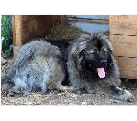 Don animaux Cher Bessais le Fromental - 18210 - Photos Vivastreet HENJOY, beau Berger de Caucase à l'adoption