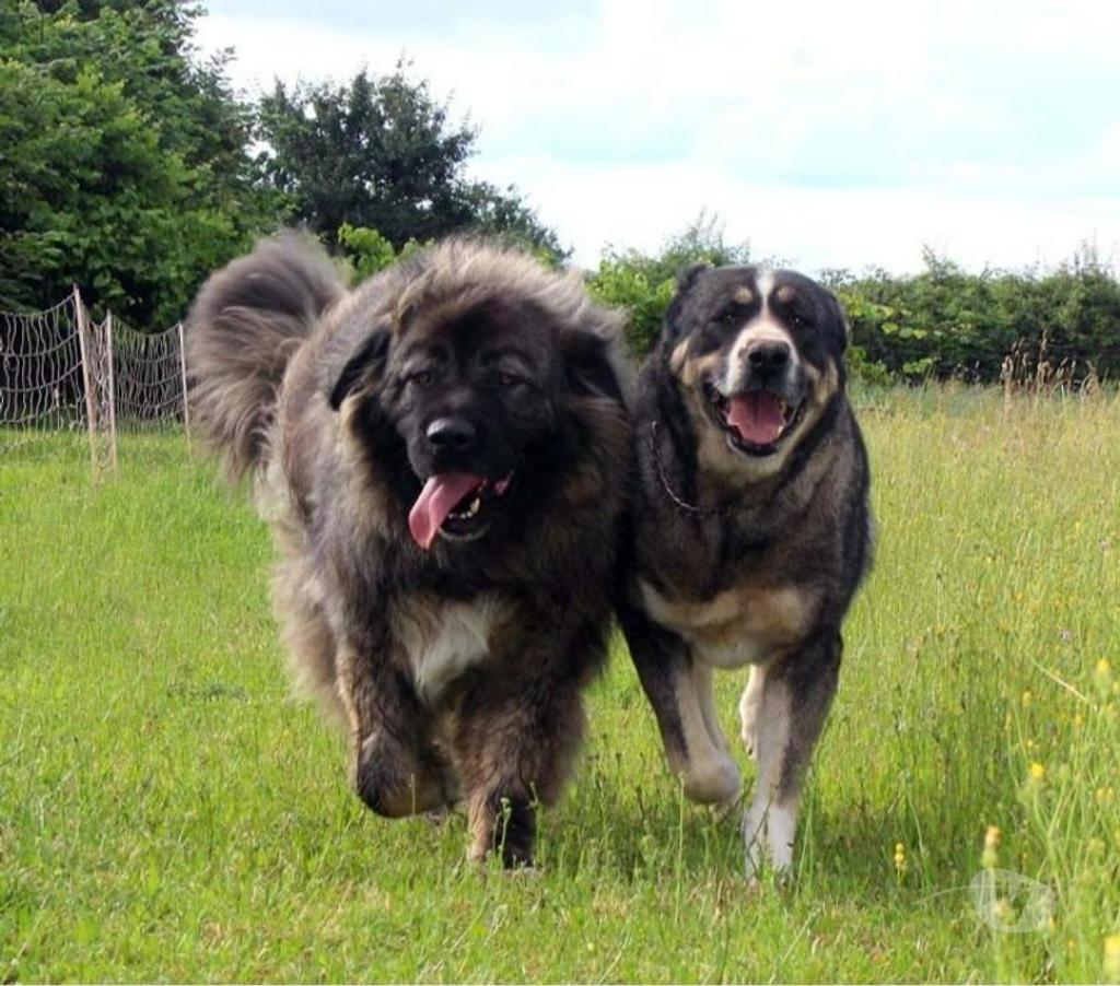 Don animaux Cher Bessais le Fromental - 18210 - Photos Vivastreet HENJOY, beau Berger de Caucase à l'adoption