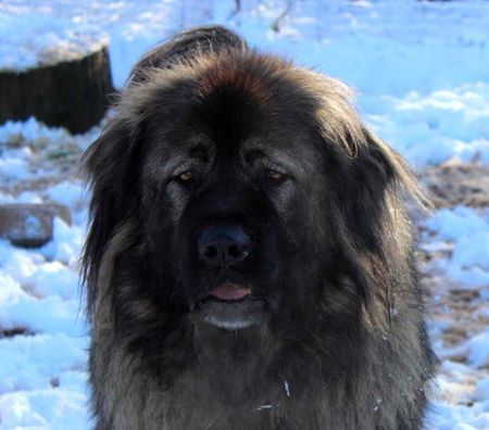 Don animaux Cher Bessais le Fromental - 18210 - Photos Vivastreet HENJOY, beau Berger de Caucase à l'adoption