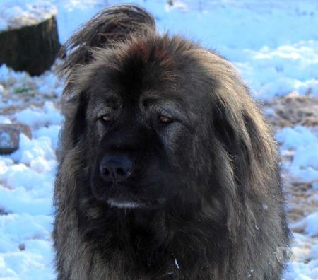 Don animaux Cher Bessais le Fromental - 18210 - Photos Vivastreet HENJOY, beau Berger de Caucase à l'adoption