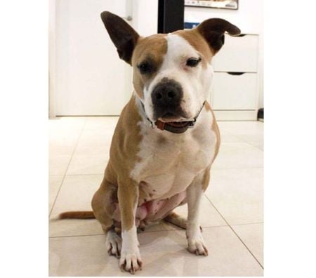 Don animaux Vendée Les Landes Genusson - 85130 - Photos Vivastreet AZIA, magnifique chienne croisée Dogue à l'adoption