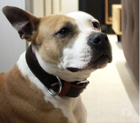 Don animaux Vendée Les Landes Genusson - 85130 - Photos Vivastreet AZIA, magnifique chienne croisée Dogue à l'adoption