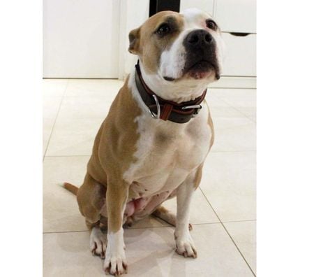 Don animaux Vendée Les Landes Genusson - 85130 - Photos Vivastreet AZIA, magnifique chienne croisée Dogue à l'adoption