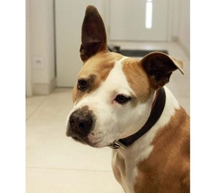 Don animaux Vendée Les Landes Genusson - 85130 - Photos Vivastreet AZIA, magnifique chienne croisée Dogue à l'adoption