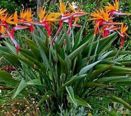 Bricolage - Jardin - Outillage St Yrieix sur Charente Charente - Photos Vivastreet strelitzia en pot
