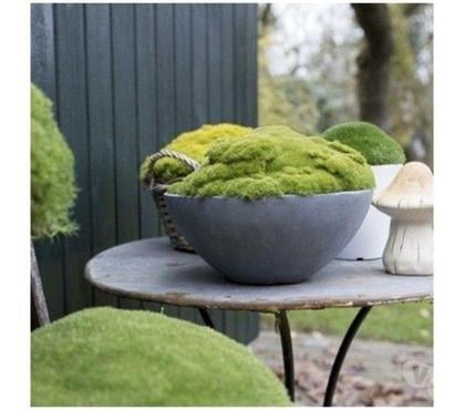 Bricolage - Jardin - Outillage St Yrieix sur Charente Charente - Photos Vivastreet match§moss