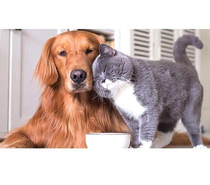 Services, accessoires - autres Toulouse Toulouse - Photos Vivastreet Garde d'animaux, et balades pour leur bien être...