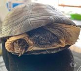 CAROLIN, adorable tortue Pélusios Castaneus à l'adoption