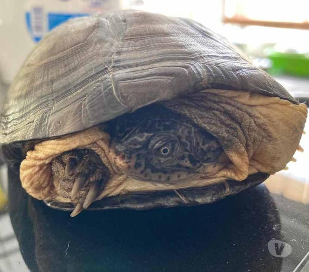 Don animaux Loire-Atlantique Rouans - 44640 - Photos Vivastreet CAROLIN, adorable tortue Pélusios Castaneus à l'adoption